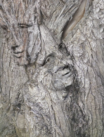 « Janus père et fils » photographisme de la série Les nouveaux écorcés © Julien Richetti, 2021 (impression format portrait 3:4 sur dibond)