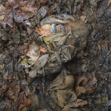 « Salade d'automne » photographisme © Julien Richetti, 2013 (impression format carré sur dibond)