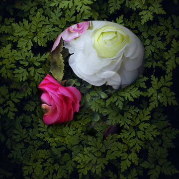 « Fleur de pomme sur laitue » photographisme © Julien Richetti, 2020 (impression format carré sur dibond)